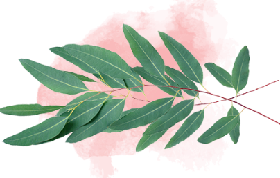 Eucalyptus Leaves